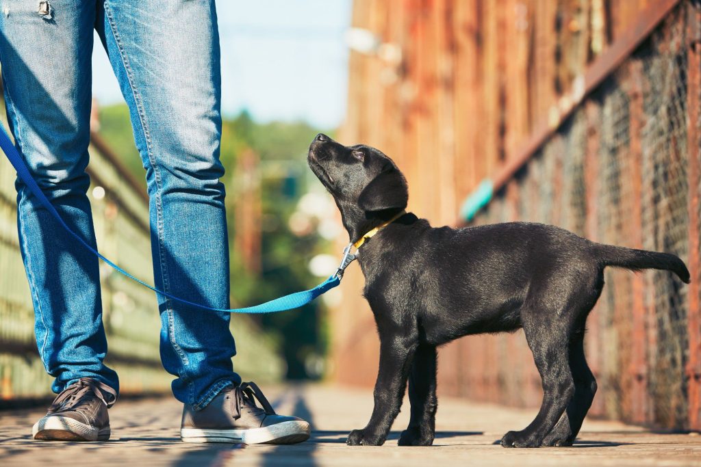 training center for dogs in Syracuse
